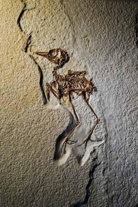 De 52 miljoen jaar oude steenlaag bevat een overvloed aan buitengewoon goed bewaard gebleven fossielen, zoals deze vroege zangvogel.