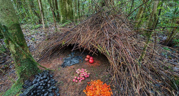 nest prieelvogel