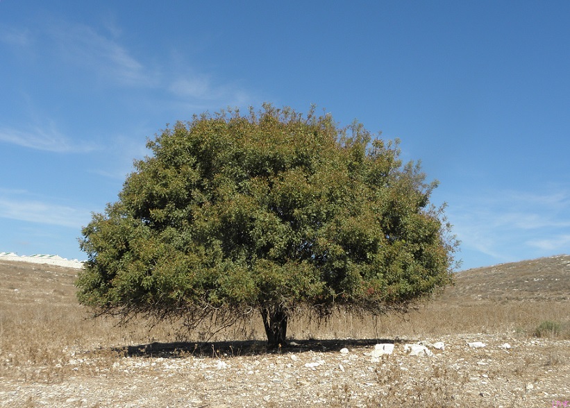 Terebint – Terpentijnboom - Albert Weisgerber