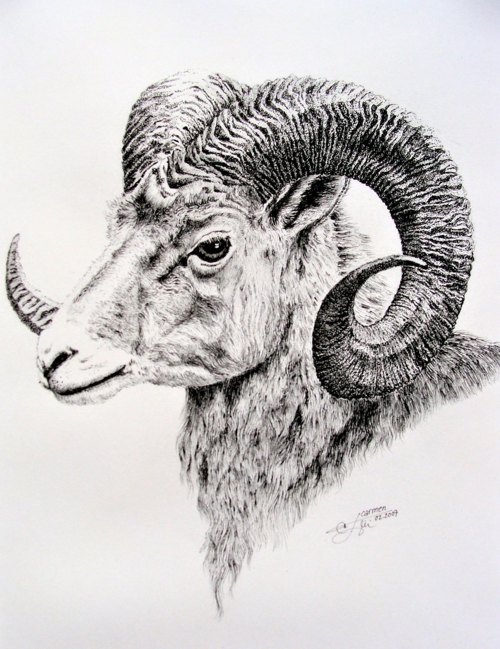 RAM, 2007, pentekening 20 x 30 cm - Carmen Todita