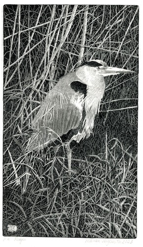 Reiger - Marian Vergouwen