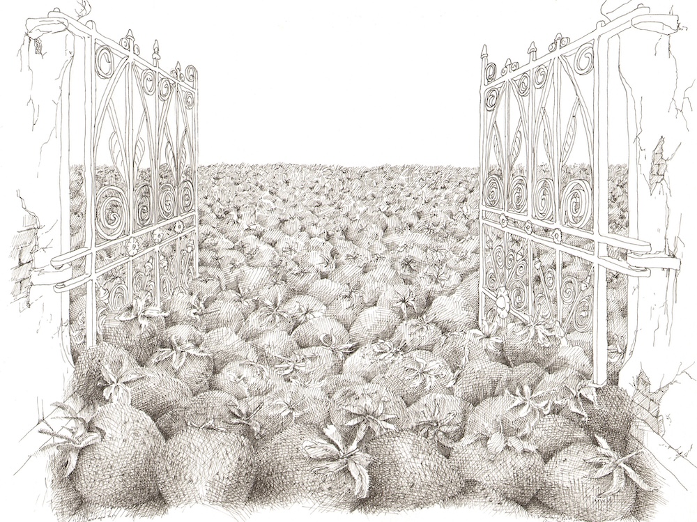 Strawberry fields forever - Willibrord Baar