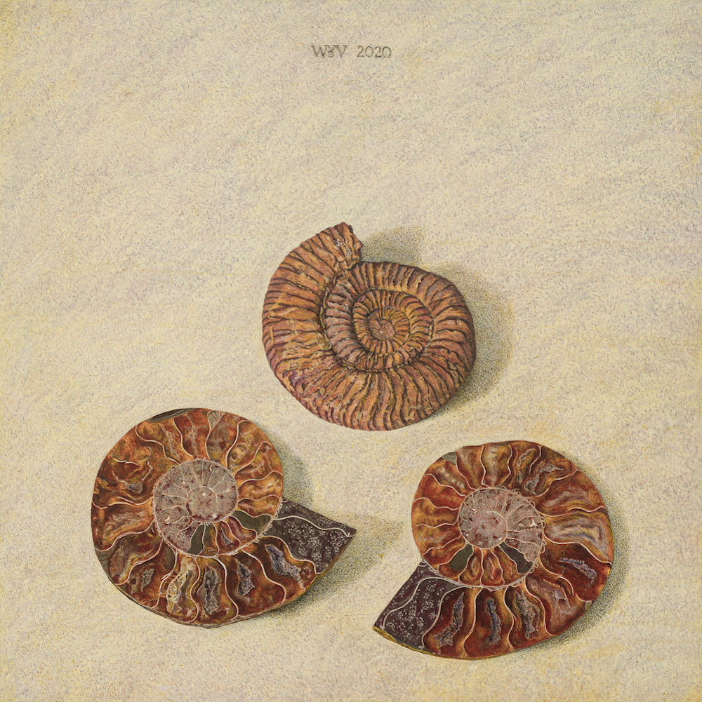 Versteend leven - Wilma van der Vliet